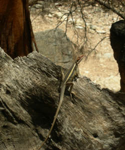 Custom Tours Wildlife in the Outback photo of Custom Tours Wildlife in the Outback