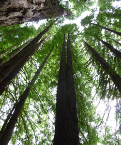 Great Ocean Road Sequoias photo of Great Ocean Road Sequoias